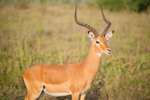 Nairobi National Park Half Day Guided Safaris in 4x4 Vehicle Private Half Day Guided Safaris in 4x4 Open roofed Van