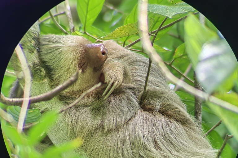 Manuel Antonio Park: Guidad tur för att se djur och strandtidPrivat tur