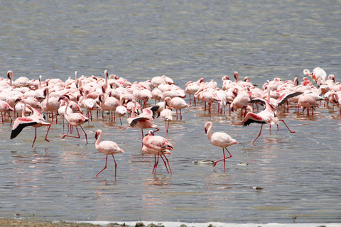 Arusha: Safari de 5 días a Tarangire, Lago Manyara y ...