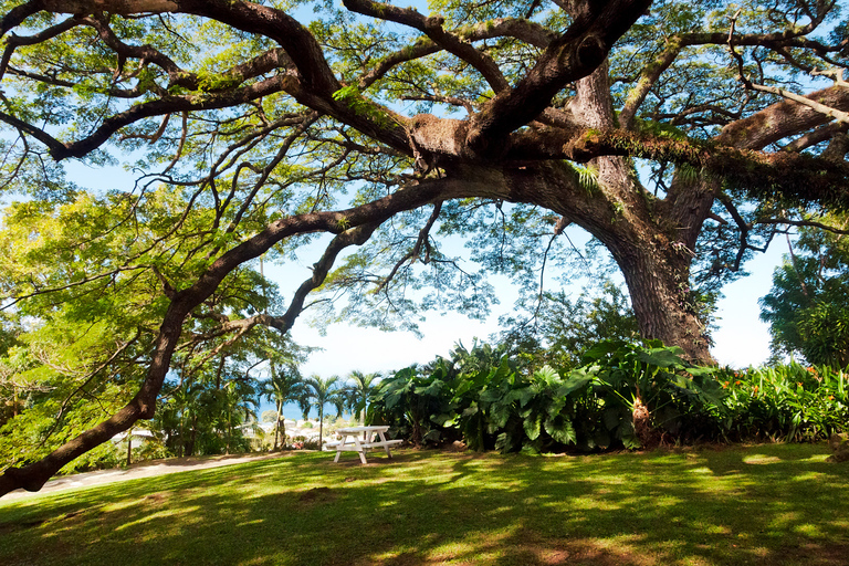 St. Kitts: Top Sights Guided Van or Open-Air Safari Tour