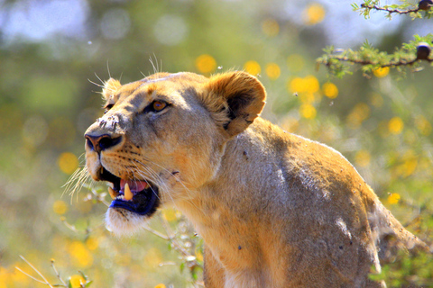 Nairobi National Park Half-Day Game Drive with Hotel Pickup Private Game Drive
