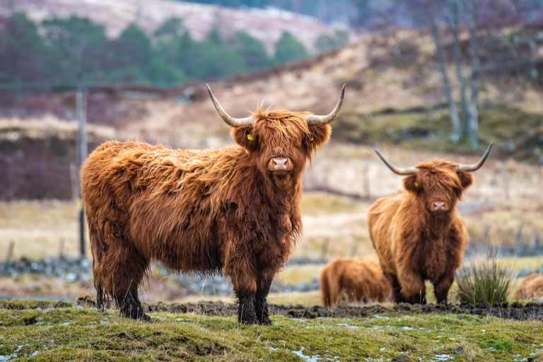 Edimburgo: Lochs delle Highlands, Glens e Hairy Coo&#039;s (piccolo gruppo)Edimburgo: laghi delle Highlands, vallate e mucche pelose (piccolo gruppo)