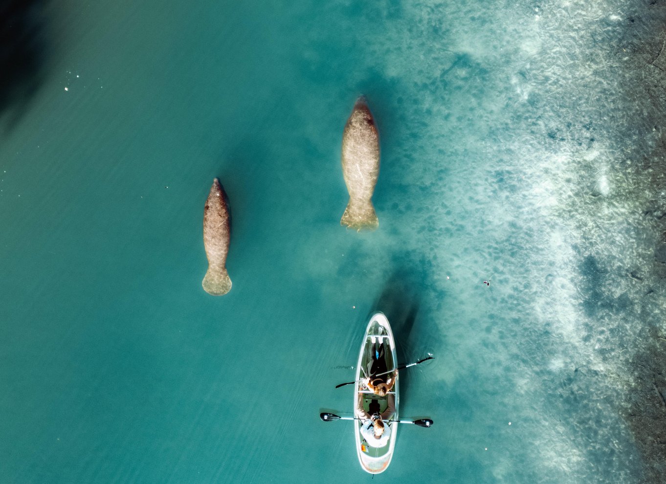 Three Sisters Springs og søkøer: Tur i kajak med gennemsigtig bund