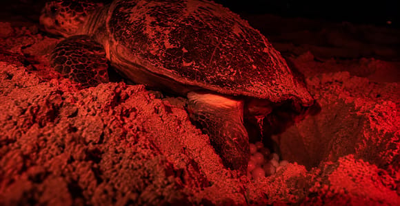 Sal Island Turtle Watch Tour in Natural Habitat