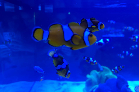 Río de Janeiro: ticket de entrada a AquaRio