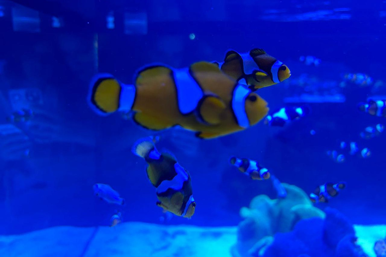 Río de Janeiro: ticket de entrada a AquaRio