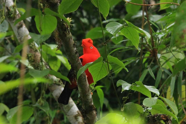 Manu: 8-Day Amazon Wildlife & Jungle Expedition