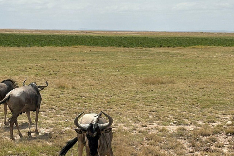 Nairobi: 3-Day honeymoon safari to Amboseli National Park Overnight Private to Amboseli National Park