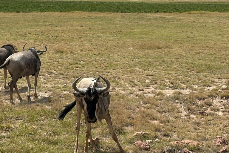 Nairobi: 3-Day honeymoon safari to Amboseli National Park Overnight Private to Amboseli National Park