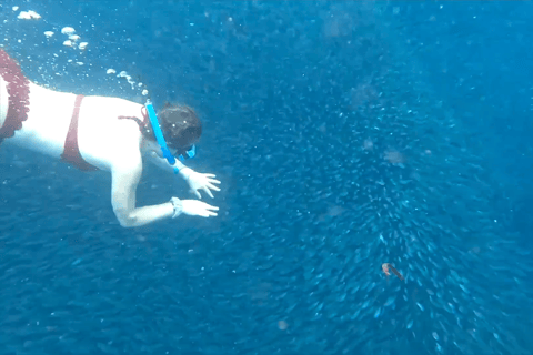 Cebú:Excursión en grupo con tiburón ballena, cascada y carrera de sardinas+Comida