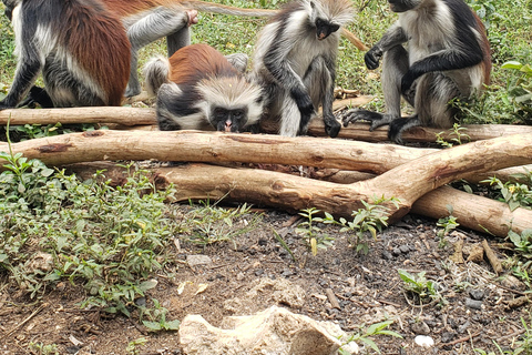 Bosque de Jozani, Granja de especias, Santuario de tortugas marinas y La rocaTour PRIVADO Con Traslado/Transporte incluido