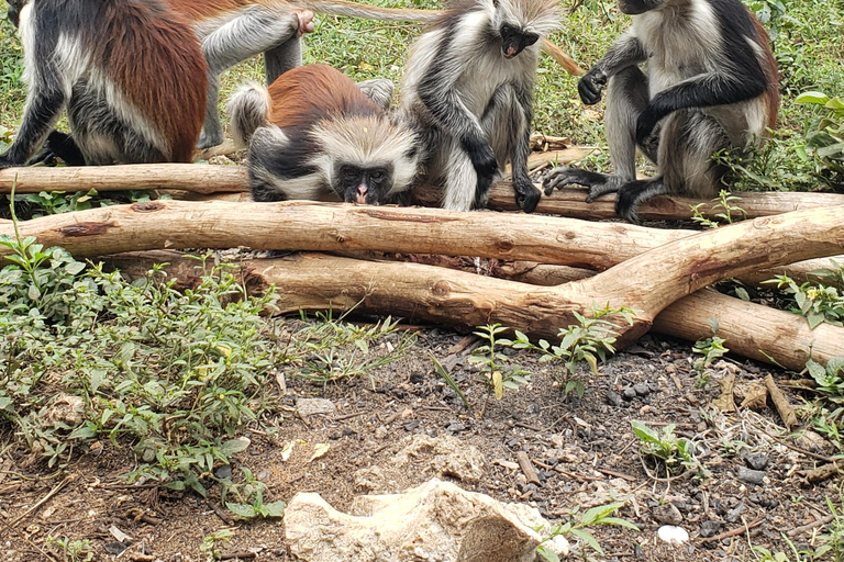 Bosque de Jozani, Granja de especias, Santuario de tortugas marinas y La rocaTour PRIVADO Con Traslado/Transporte incluido