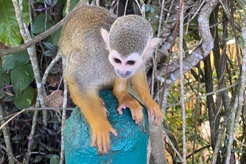 Puerto Plata: Monkeys, City Tour & Local Tastings