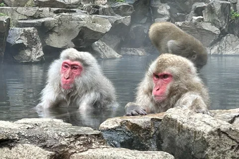 Shuttle Van Tour Snow Monkey Park To/From Tokyo 23 Wards