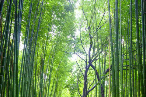 Kyoto: Private Customizable Day Tour with Guide