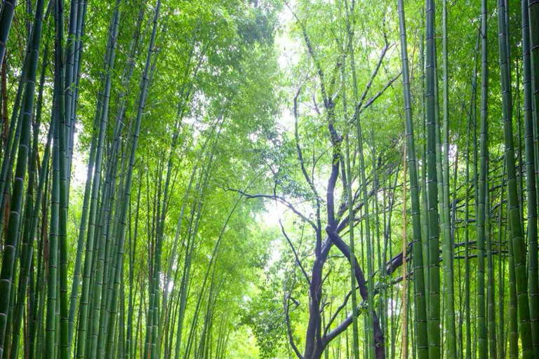 Kyoto: Private Customizable Day Tour with Guide
