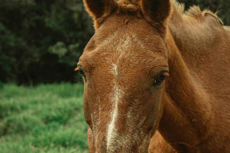 Barbados: Unique Horseback Riding by the Beach