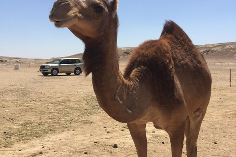 Sands &amp; Scents of the Empty Quarter: A Frankincense Odyssey