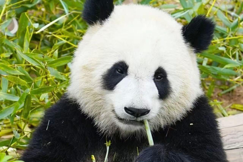 Chengdu: Giant Panda Breeding Research Base Ticket Chengdu: Giant Panda Base Entry Ticket