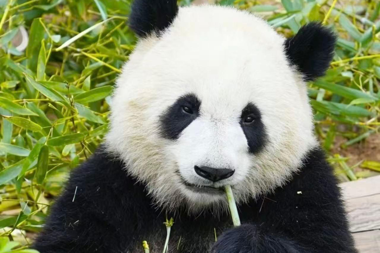 Chengdu: Giant Panda Breeding Research Base Ticket Chengdu: Giant Panda Base Entry Ticket