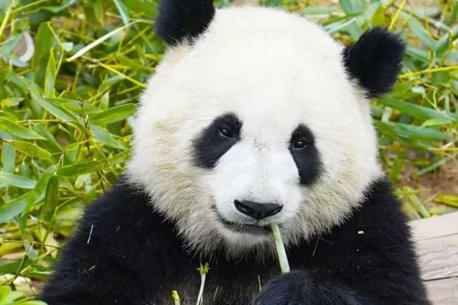 Chengdu: Ticket für die Panda-Aufzucht-Forschungsstation. Foto: GetYourGuide