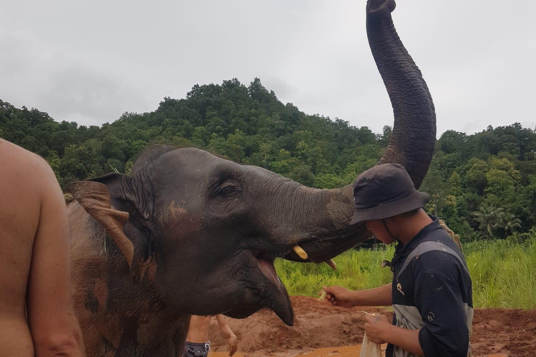 Chiang Mai : Parc national de Doi Inthanon et sanctuaire des éléphants