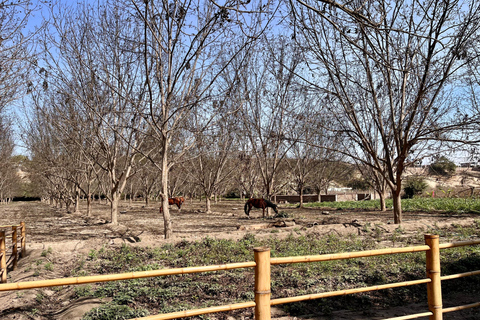 De Ica ou Huacachina: Pisco, vinho e buggy ao pôr do sol