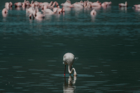 Arusha: Lake Manyara National Park Day Trip with Pickup
