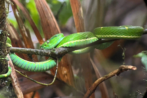 Costa Rica: Guided Hike in Cahuita National Park