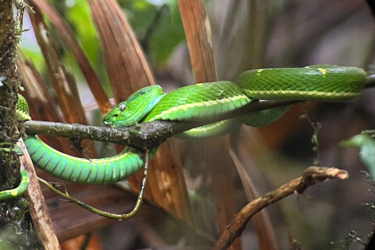 Costa Rica: Guided Hike in Cahuita National Park