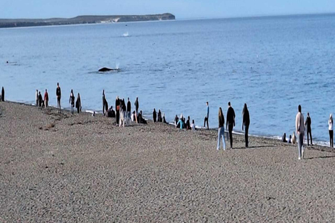 Puerto Madryn: El Doradillo Whale Watching Tour with Pickup