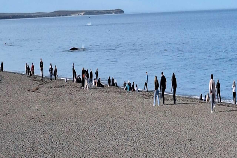 Puerto Madryn: El Doradillo Whale Watching Tour with Pickup