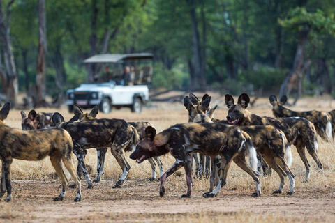 3-dagars safari Zanzibar till Nyerere Park med båt, bil och flyg