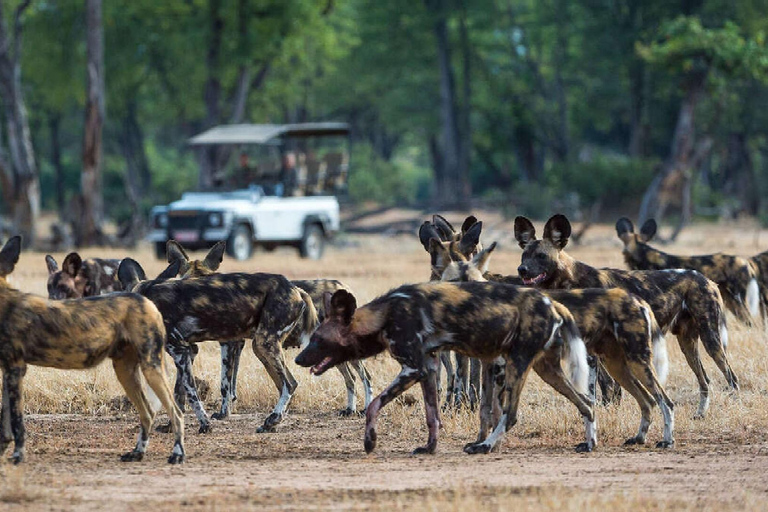 3-dagars safari Zanzibar till Nyerere Park med båt, bil och flyg