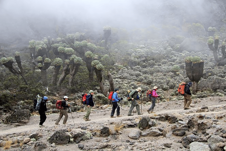 7 jours d&#039;ascension du Kilimandjaro par la route de Rongai