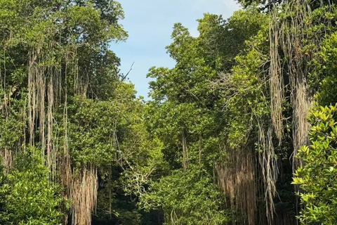 Bentota: River Safari with Wildlife and Island Visits