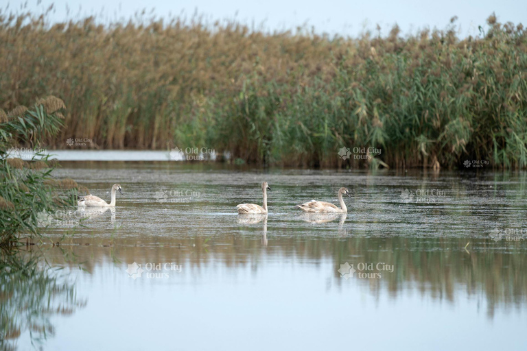 Shirvan Eco-Tour: Gazelles, Birdwatching & Village Lunch Private tour