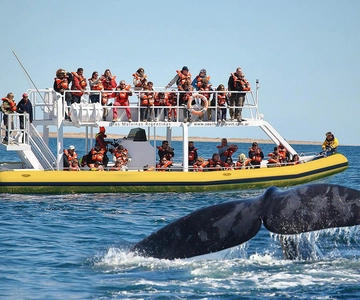 Beste tour naar Peninsula Valdes