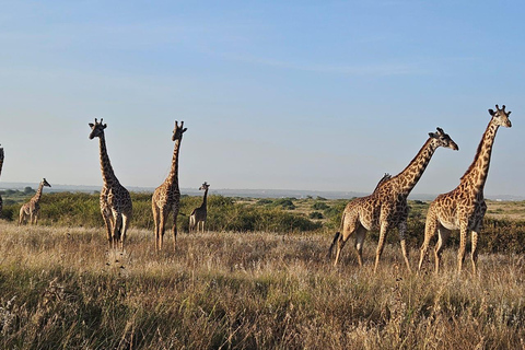 Parc national de Nairobi : promenade nocturne avec prise en charge gratuite