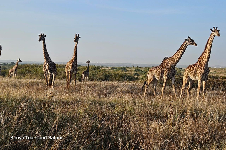Parc national de Nairobi : promenade nocturne avec prise en charge gratuite