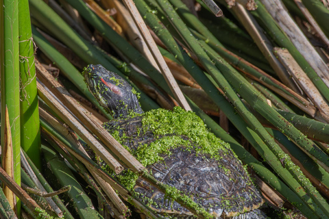 San Francisco: Golden Gate Park Wildlife Tour