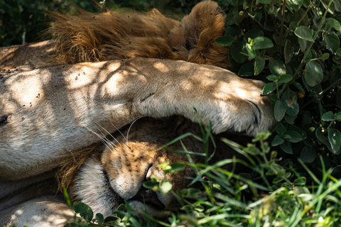 From Zanzibar: 2-Day Serengeti Park Safari Tour with Flights