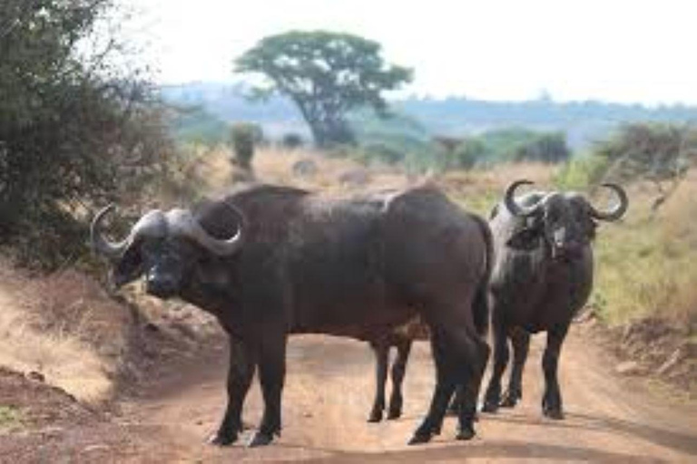 Półdniowa wycieczka do Parku Narodowego Nairobi