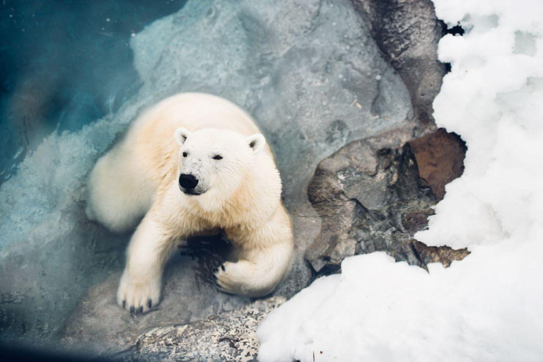 Saint Felicien: Eintritt in den Zoo SauvageSaint Felicien: Eintritt in den Zoo Sauvage - Sommerticket