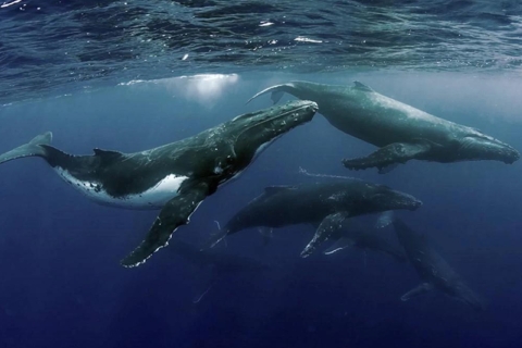 Samana: wieloryby, Cayo Levantado, wyspa Bacardi i WaterfalSamana: wieloryby + Cayo Levantado + wyspa Bacardi i wodospad