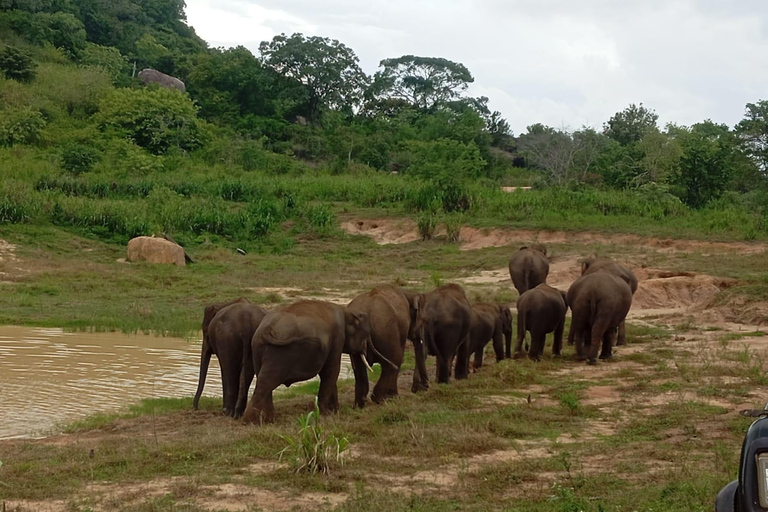 Da Dambulla/Sigiriya/: Safari di 4 ore nel Parco Nazionale di Minneriya