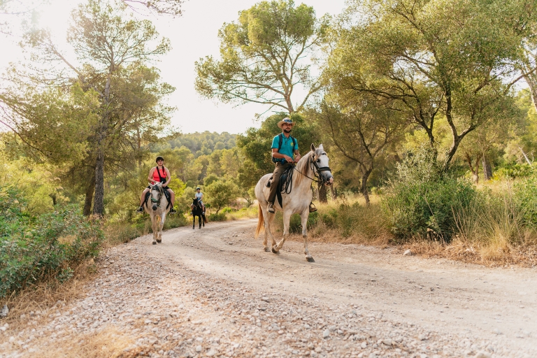 Mallorca : Expérience d'équitation de montagne avec option brunch1 heure d'équitation avec brunch et prise en charge
