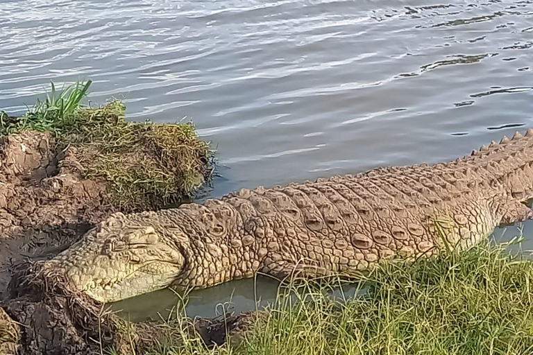 Parc national de Nairobi ; 4 heures de route en voiture dans le seul parc urbain du monde