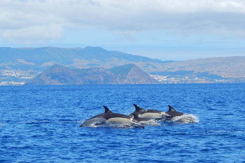 Nadar com golfinhos na Ilha Terceira