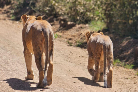 3 Days, 2 nights safari to Samburu National Reserve 3 Days private safari in a 4x4 Landcruiser jeep